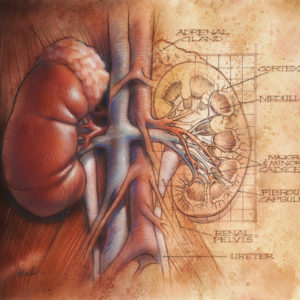 Nephrology Cover Image
